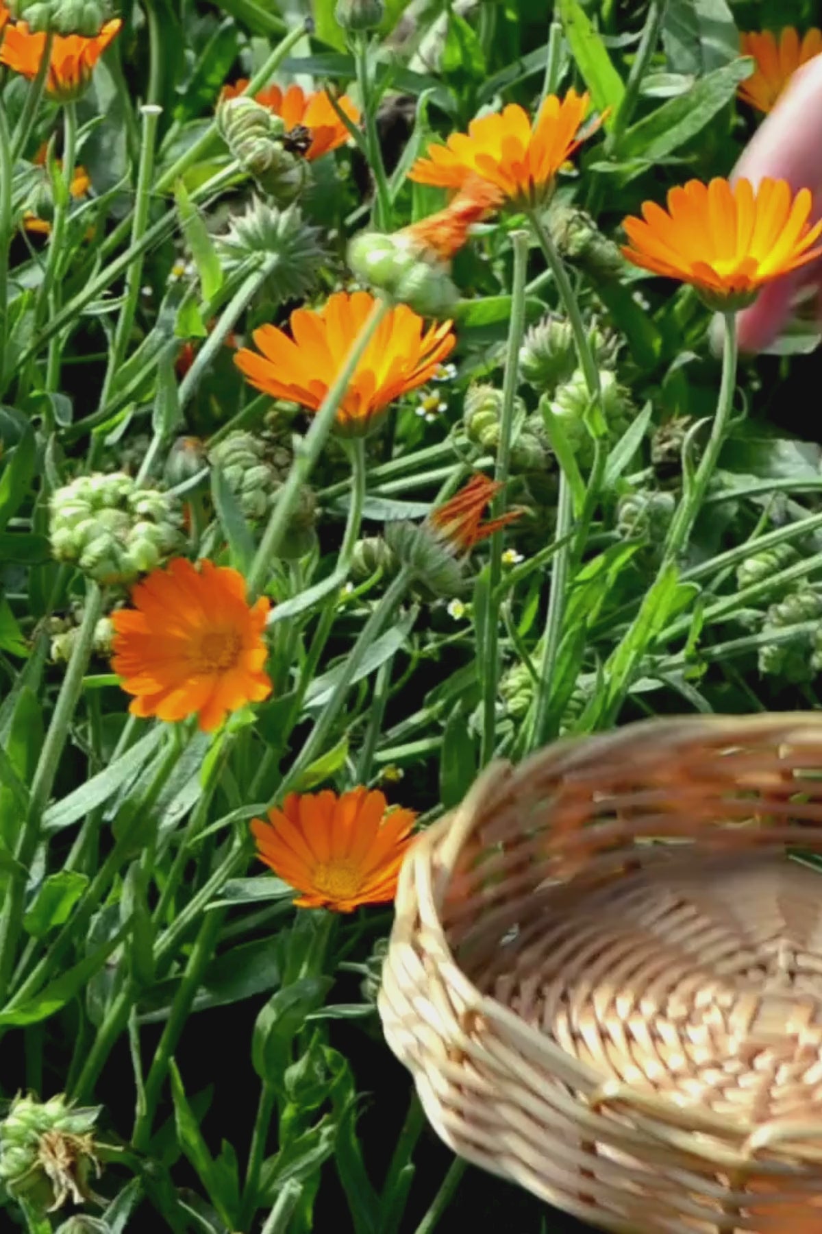 Fawn Lily Botanica | video of picking fresh calendula flowers into basket for medicine making and hydrosols calendula officinalis 
