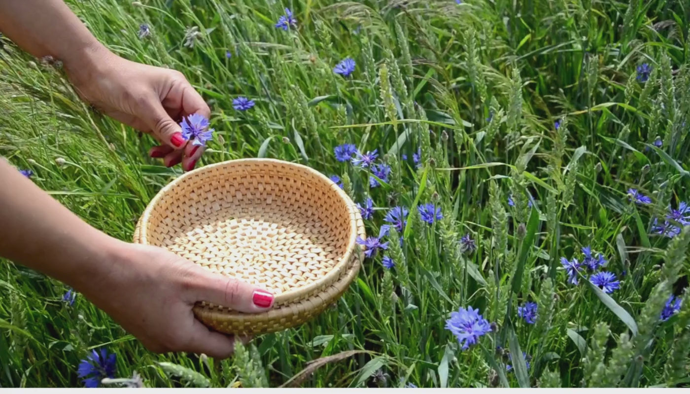 Fawn Lily Botanica | Organic and preservative-free Cornflower picking fresh blue flowers for Hydrosol video