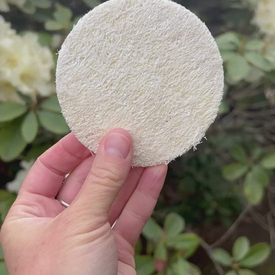 Fawn Lily Botanica | Luffa Loofah Facial Sponge - video, soft, grown sustainably and organic in United States for all skin types, gentle effective exfoliating