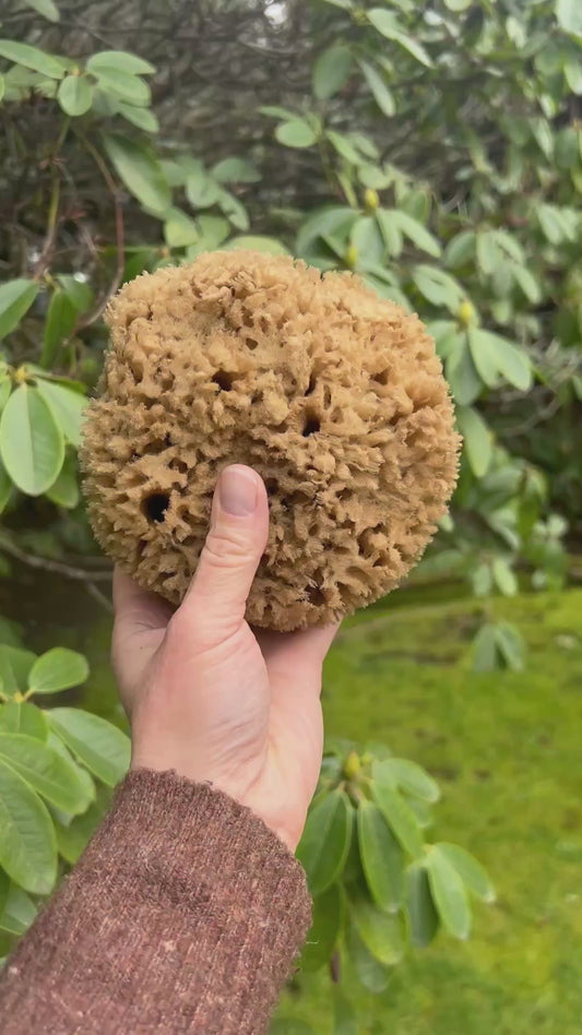 Fawn Lily Botanica | Unbleached Deep Sea Wool Bath Sponge Video what sponge looks like
