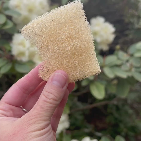 Fawn Lily Botanica | video of the softest facial luffa loofah - organic sustainably grown in USA - benefits of luffa sponges for skin