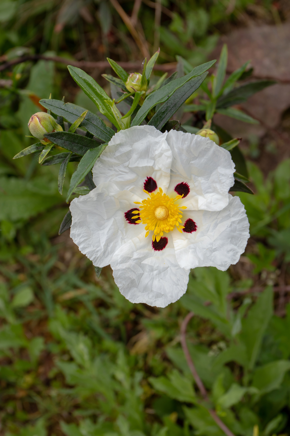Fawn Lily Botanica | Rock Rose, also known as Labdanum or Cistus, Hydrosol Facial Toner