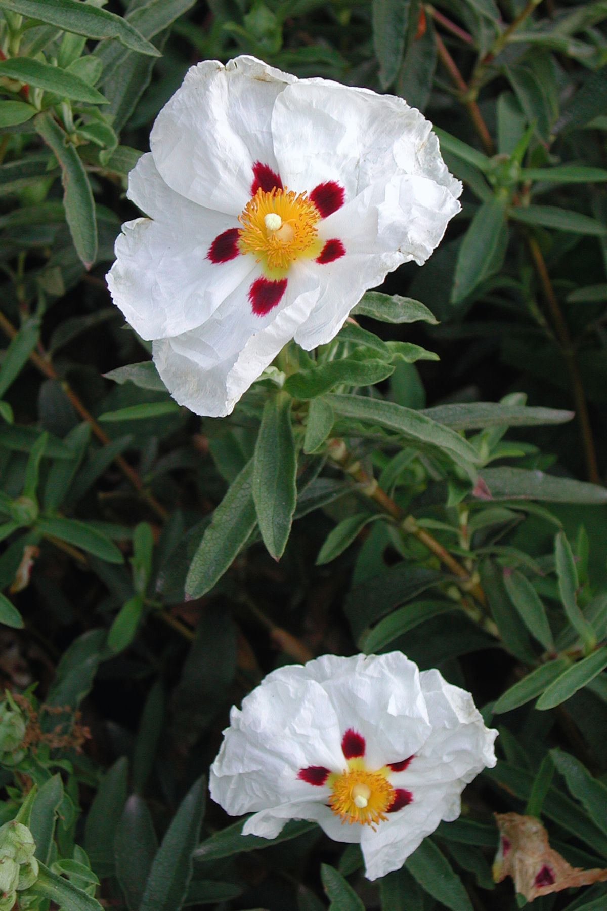Fawn Lily Botanica | Rock Rose, also known as Labdanum or Cistus, Hydrosol - certified organic and preservative-free