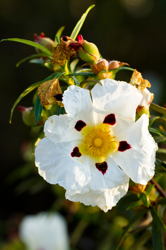 Fawn Lily Botanica | Rock Rose, also known as Labdanum or Cistus, Hydrosol