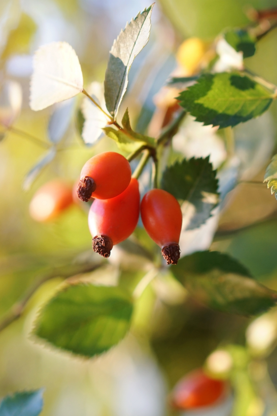 Close-up of wild rose hips on a branch with green leaves.