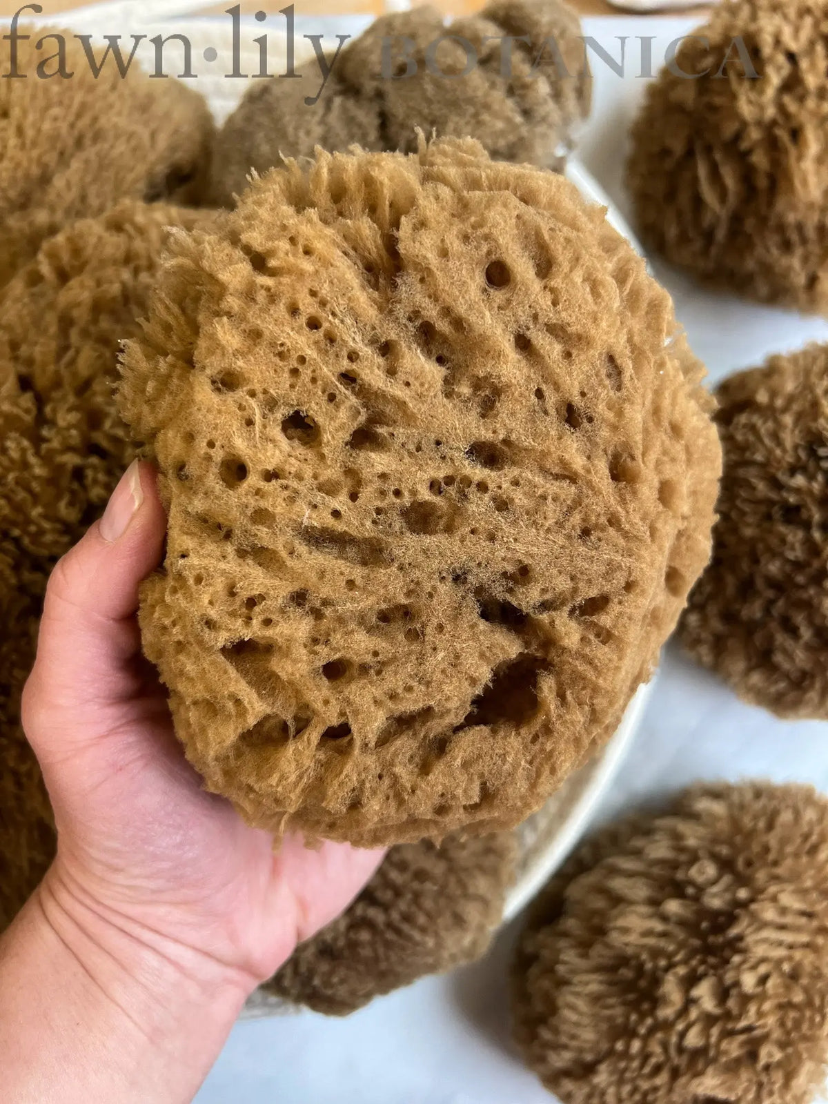 Stringy Sponge Unbleached Chocolate Natural Sustainable Bath Sea Sponges – Fawn Lily ...