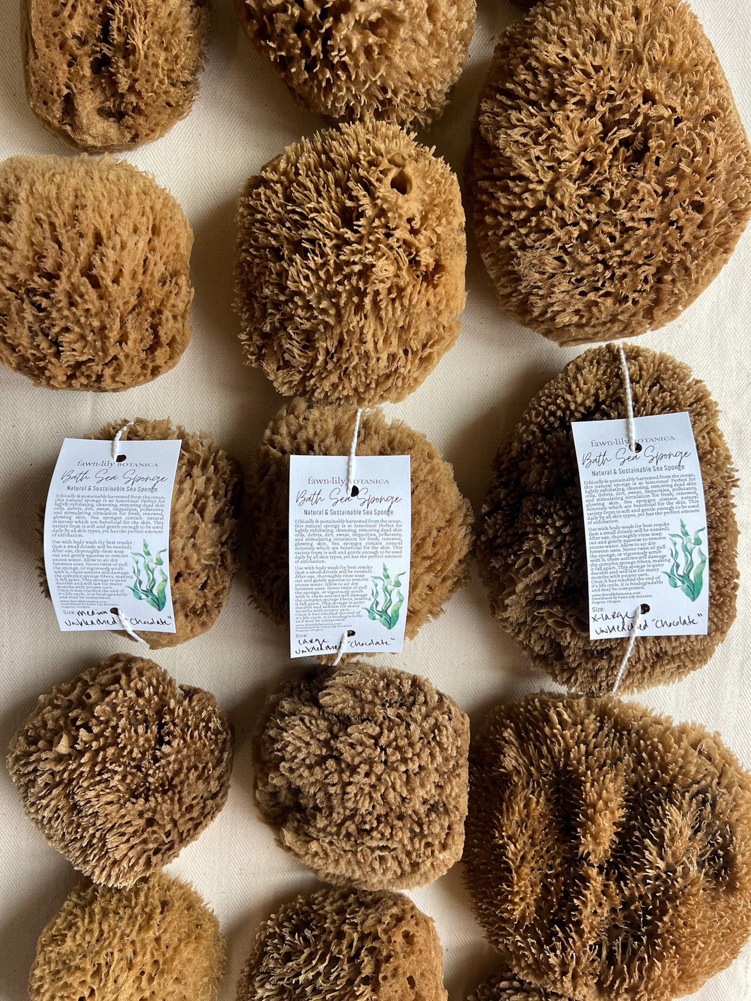 Fawn Lily Botanica | Unbleached Chocolate Bath Sea Sponges, highest quality bathing sea sponges