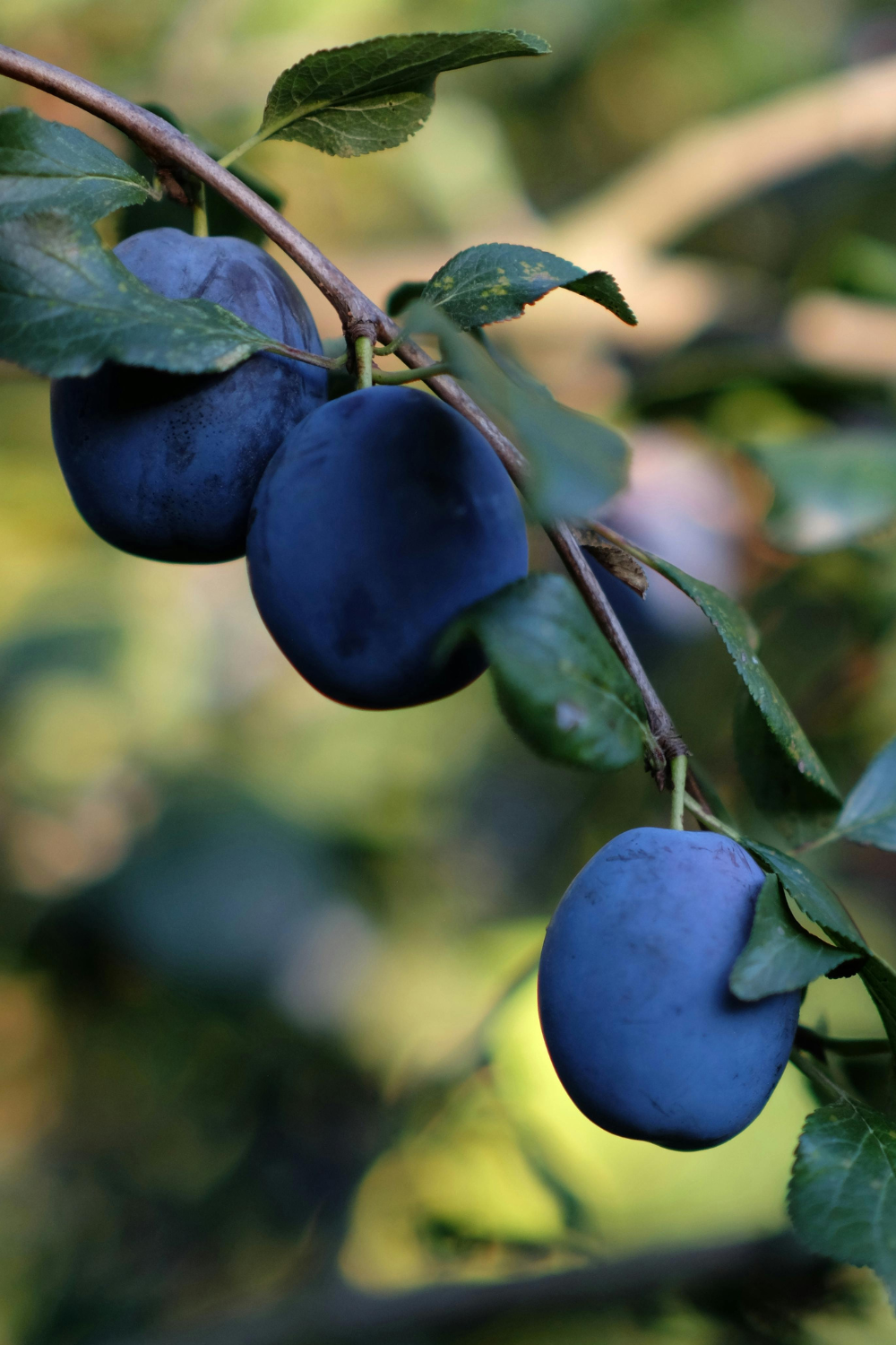 SEASONAL FACIAL SERUM - LIMITED EDITION