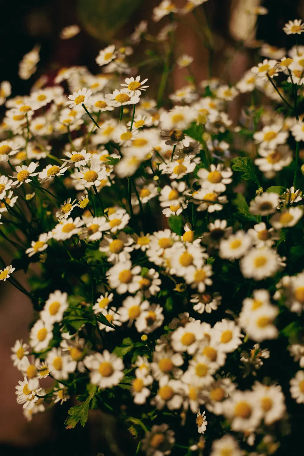 Fawn Lily Botanica | chamomile flowers, soothing and calming for all skin types