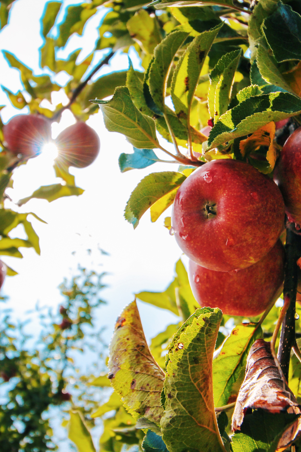 SEASONAL FACIAL SERUM - LIMITED EDITION