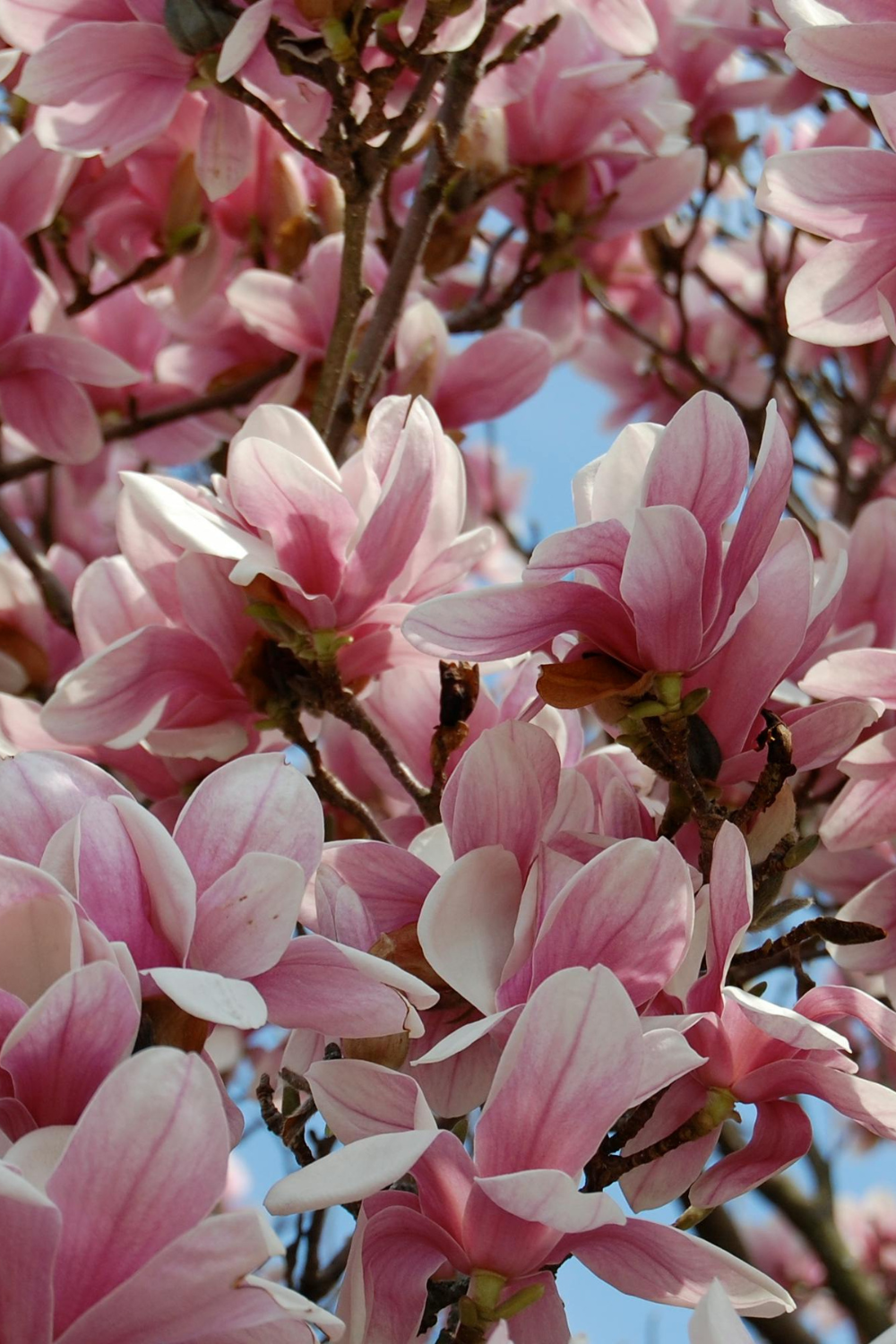 SEASONAL FACIAL SERUM - LIMITED EDITION