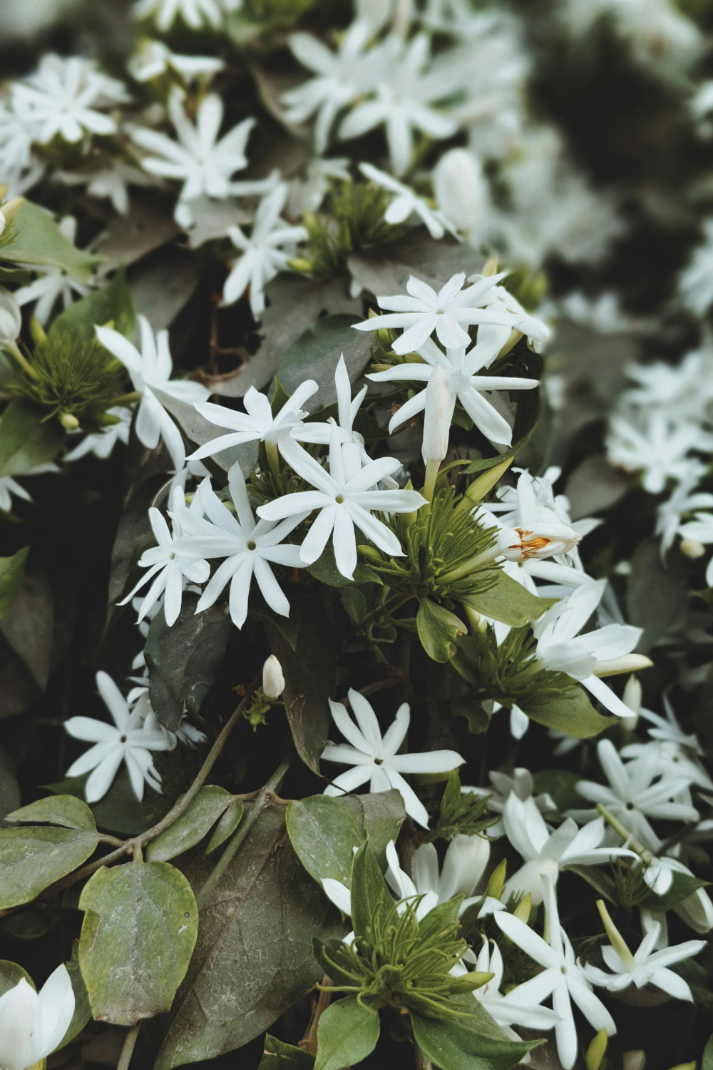 SEASONAL FACIAL SERUM - LIMITED EDITION