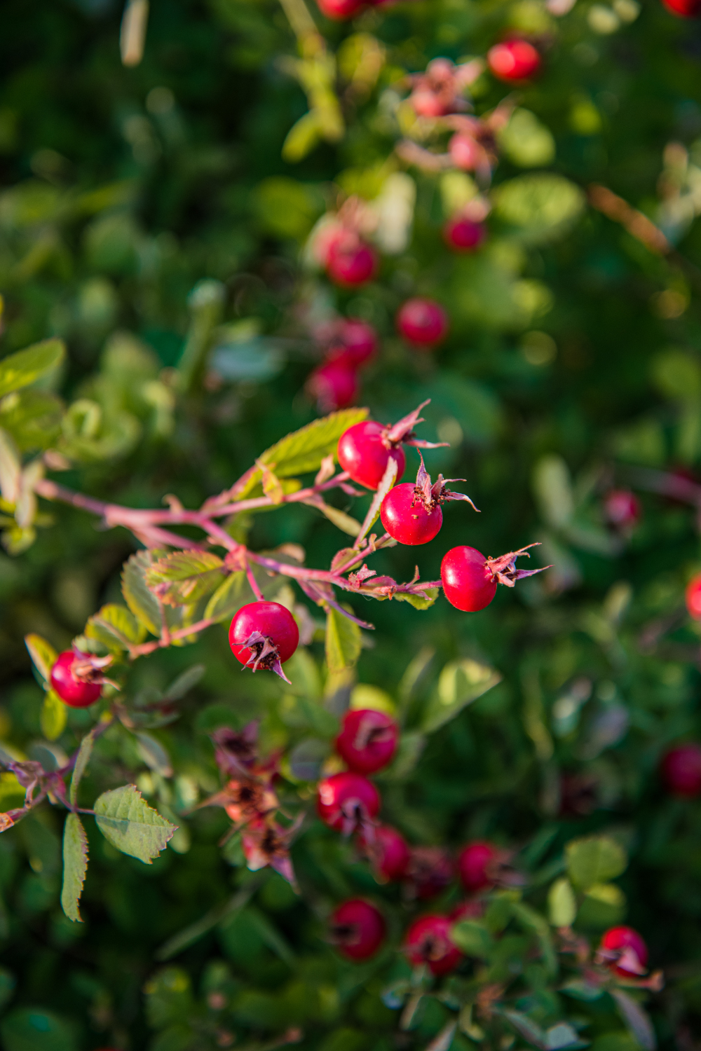 SEASONAL FACIAL SERUM - LIMITED EDITION