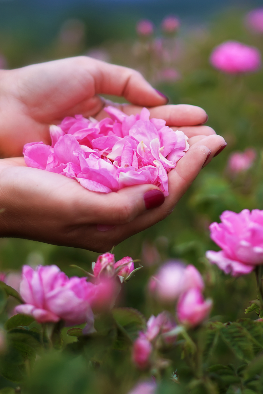 SEASONAL FACIAL SERUM - LIMITED EDITION