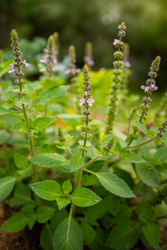 Fawn Lily Botanica | Tulsi Hydrosol, certified organic and preservative-free