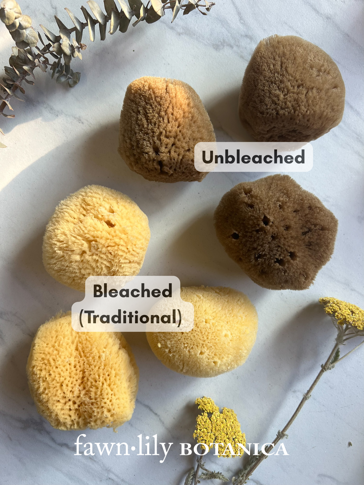 Fawn Lily Botanica | Unbleached Silk Facial Sponges vs traditional bleached silk facial sponges color comparison