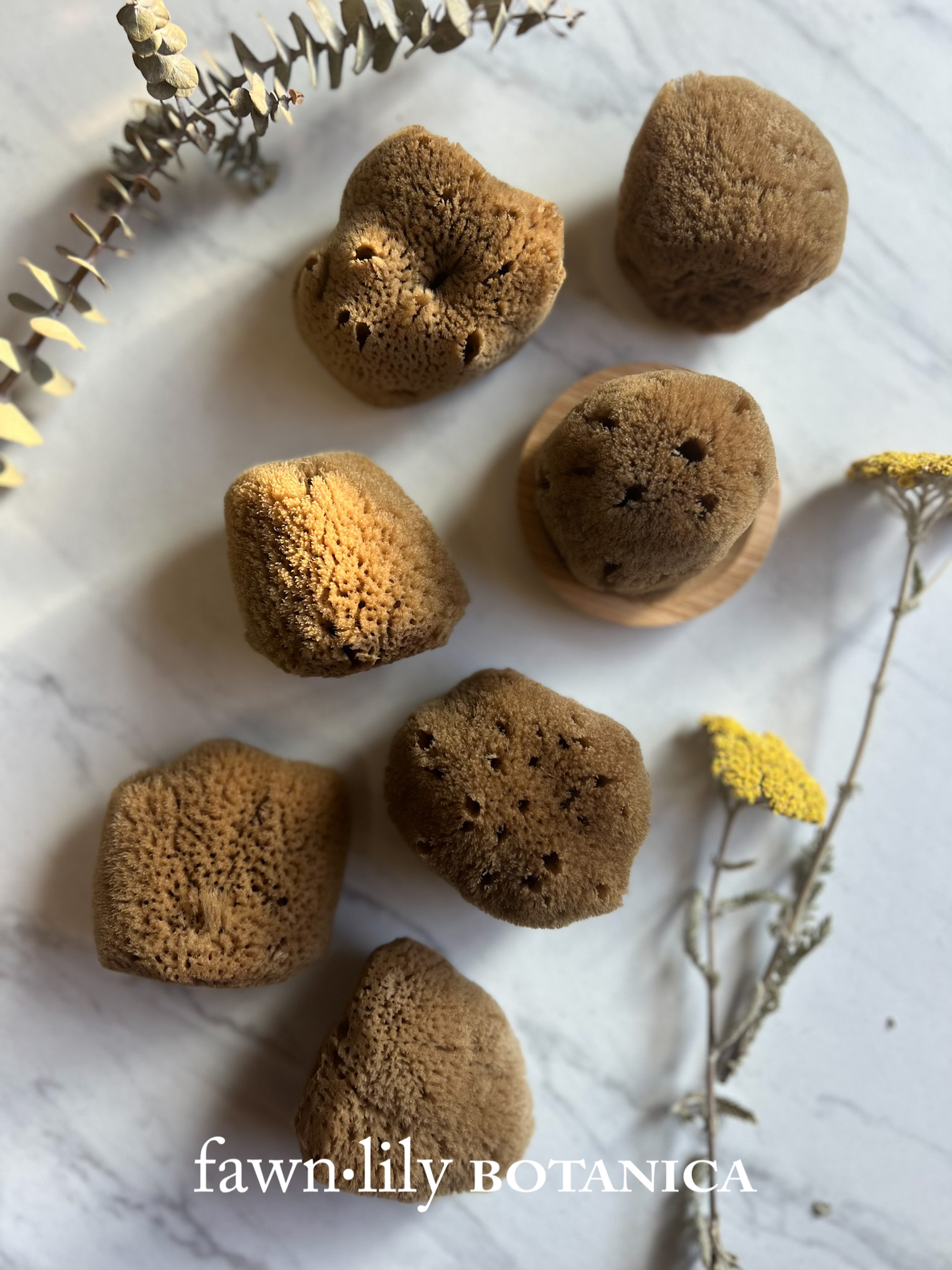 Fawn Lily Botanica | Unbleached Silk Facial Sponges, premium whole quality, sustainable, eco, natural color, soft exfoliation