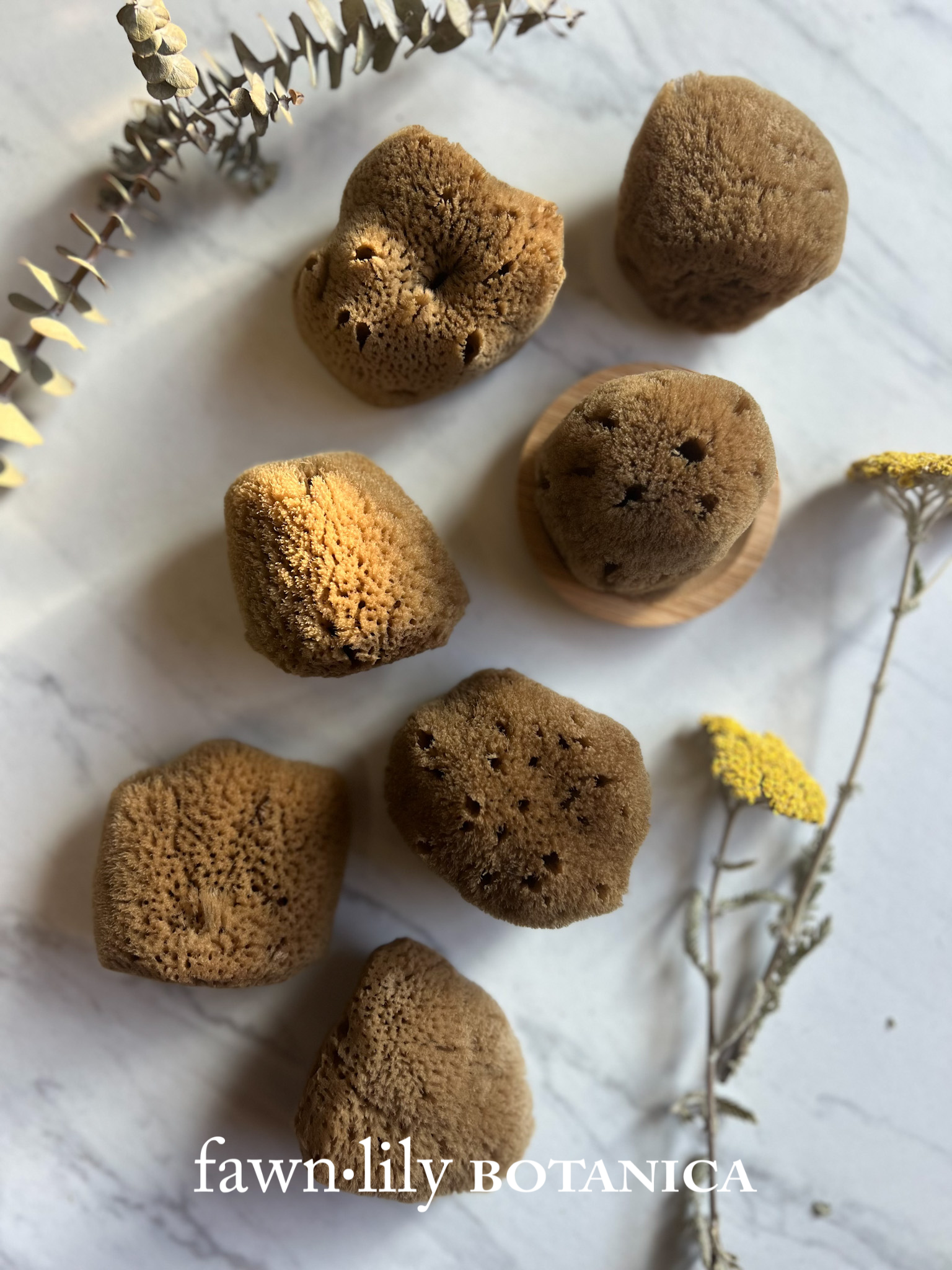 Fawn Lily Botanica | Unbleached Silk Facial Sponges, premium whole quality, sustainable, eco, natural color, soft exfoliation