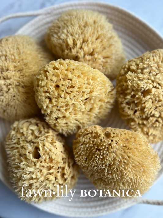 Fawn Lily Botanica | sustainable wool bath sea sponges for bathing