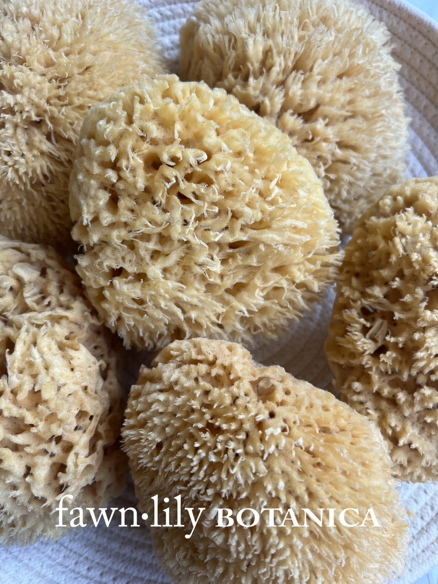 Fawn Lily Botanica | wool bath sea sponges for bathing eco-friendly bath sponge