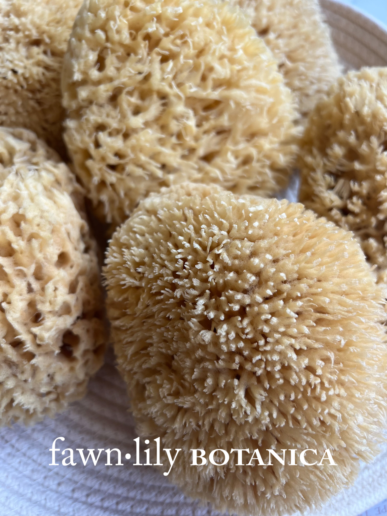 Fawn Lily Botanica | spa-like quality wool bath sea sponges for bath