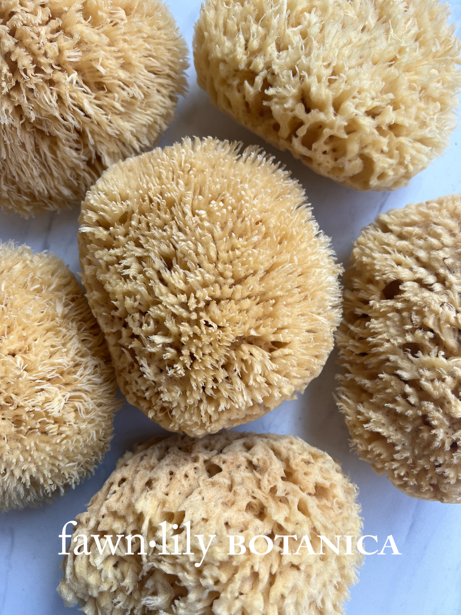 Fawn Lily Botanica | best quality wool bath sea sponges for bathing