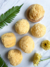 Load image into Gallery viewer, Silk Facial Sea Sponge Caribbean | Fawn Lily Botanica - Sustainable and renewable, these soft natural sea sponges cleanse, exfoliate, and rejuvenate skin.
