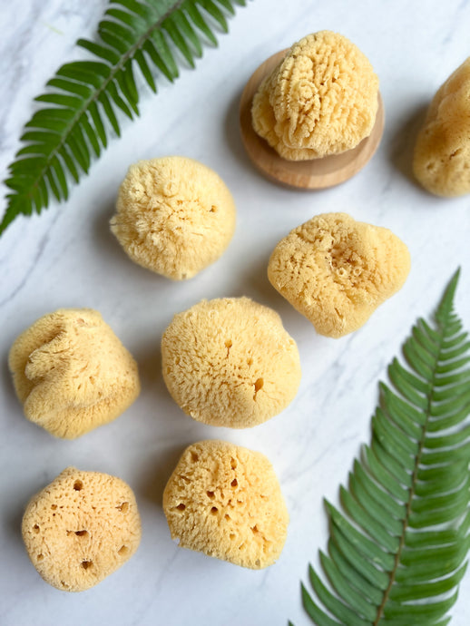 Silk Facial Sea Sponge Caribbean | Fawn Lily Botanica - Sustainable and renewable, these soft natural sea sponges cleanse, exfoliate, and rejuvenate skin.