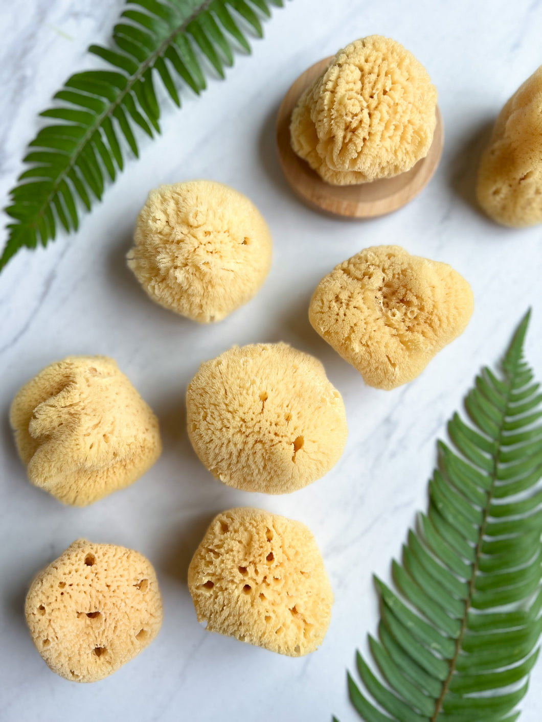 Silk Facial Sea Sponge Caribbean | Fawn Lily Botanica - Sustainable and renewable, these soft natural sea sponges cleanse, exfoliate, and rejuvenate skin.