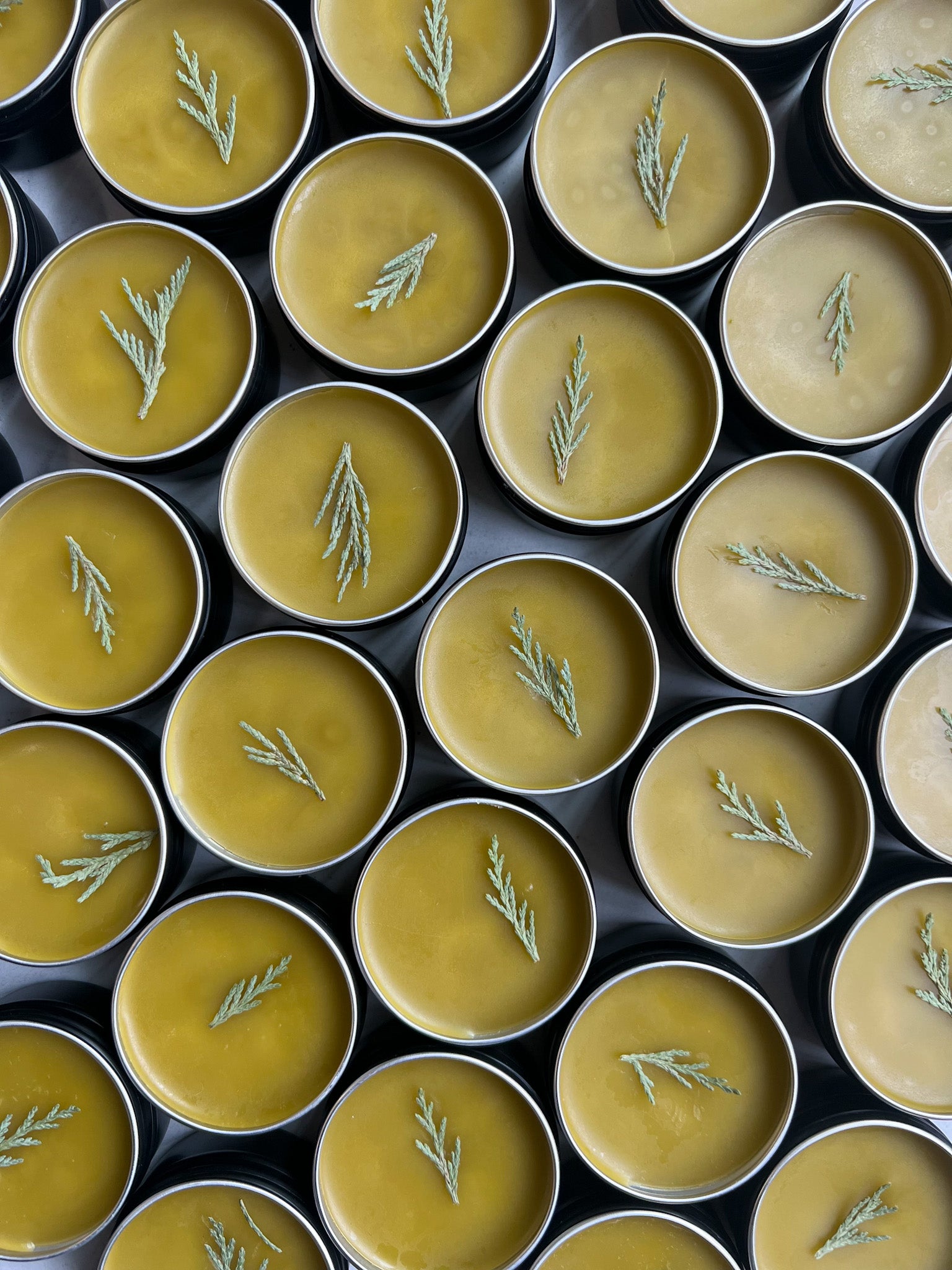 ALL-PURPOSE BOTANICAL SALVE | Fawn Lily Botanica - An ultra-nourishing botanical salve balm made from fresh herbs, flowers, wild plants, and tree tips harvested from the Pacific Northwest bioregion!